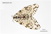 藏品(絡毒蛾)的圖片